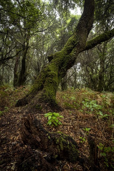 Moss-covered trees in laurel forest