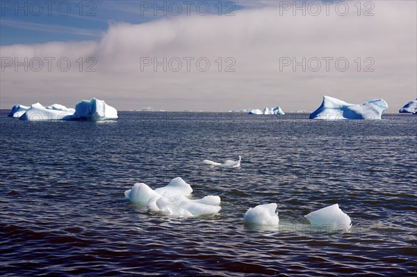 Small and large pieces of ice in a wide bay