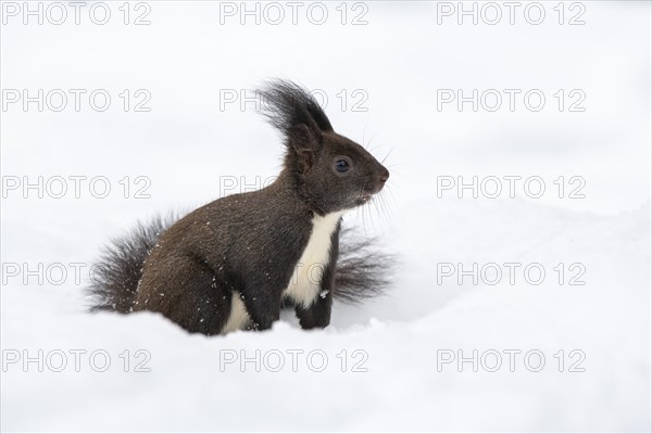 Eurasian red squirrel