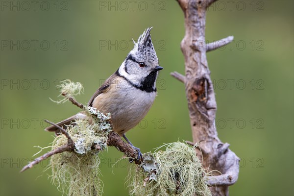 Crested tit