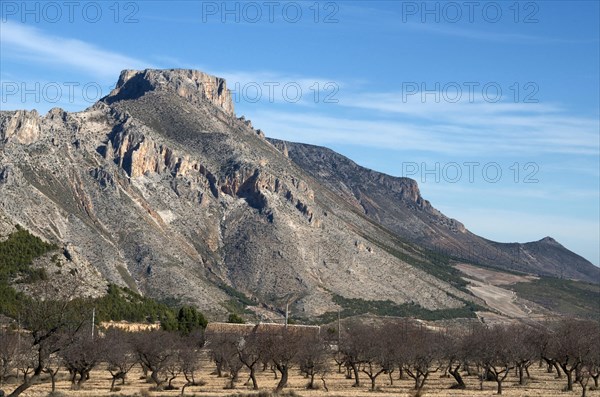 Leafless almond orchard in front of La Muela mountain near Velez Rubio