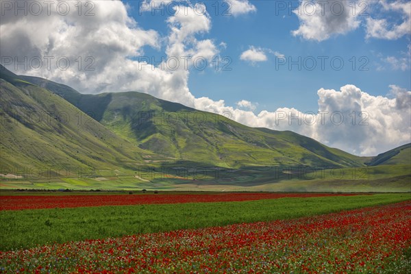 Blooming on plateau Piano Grande