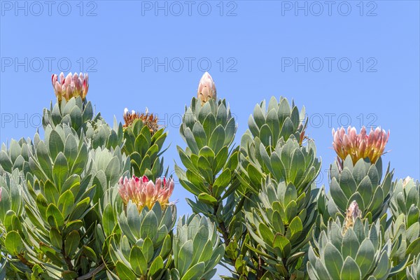 Protea