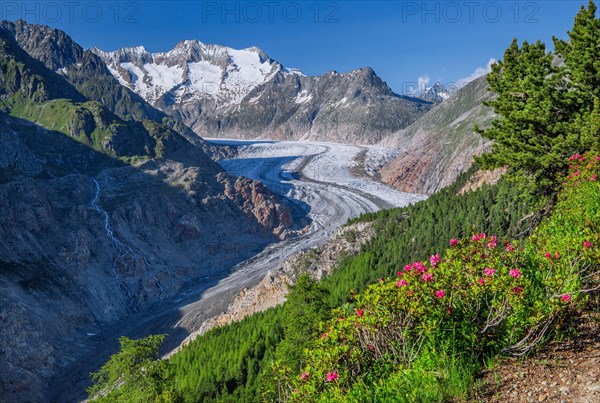 Landscape with blooming alpine roses in front of the Aletsch glacier with Wannenhorn 3906m