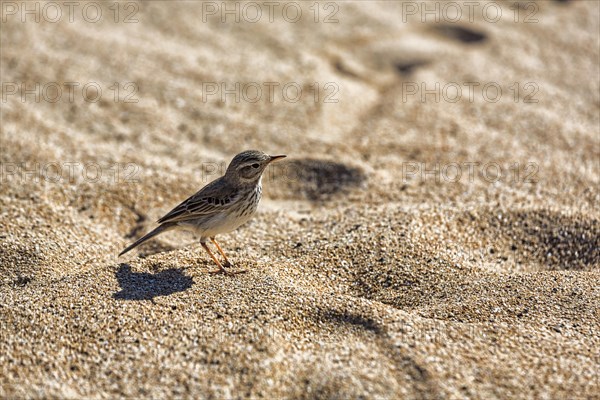 Berthelot's pipit