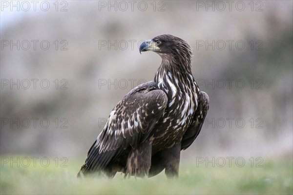 White-tailed eagle