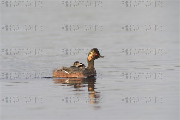 Black-necked grebe