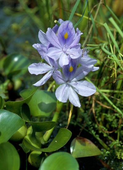 Common water hyacinth