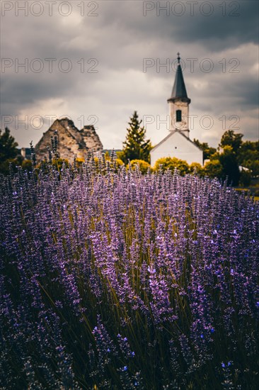 Common lavender