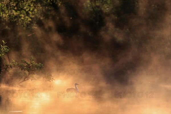 Great crested grebe