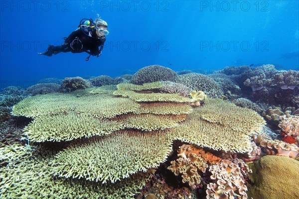 Diver looking up dives over intact hyacinth table coral