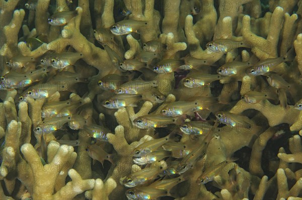 Shoal of pigmy sweeper