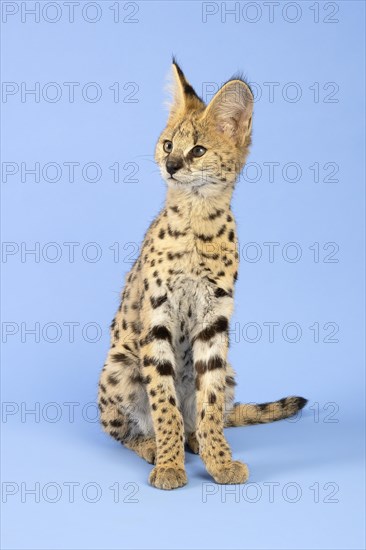 Serval