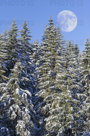 Moon over european silver firs