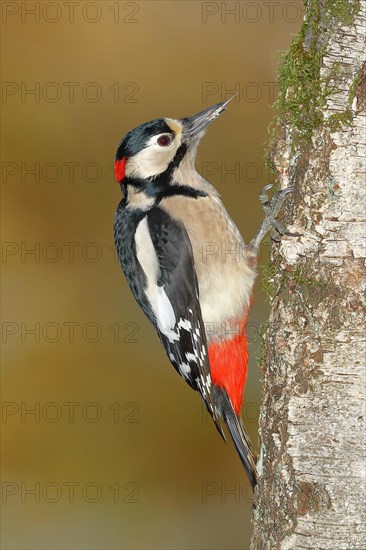 Great spotted woodpecker