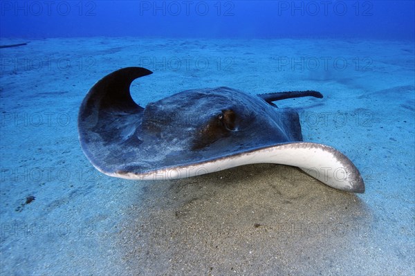 Roughtail stingray