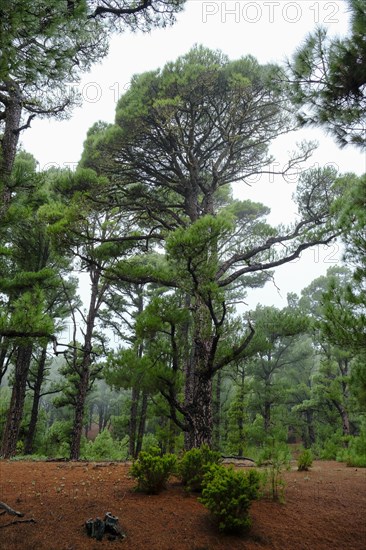 El Pinar pine forest