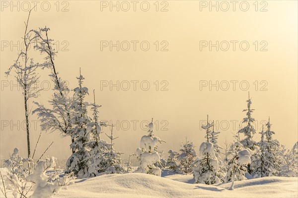 Backlit winter mountain forest