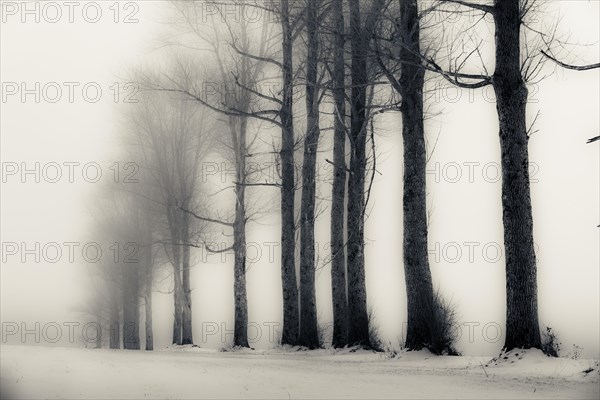 Trees in the fog in winter landscape