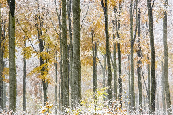 Autumn forest with first snow in the Harz mountains