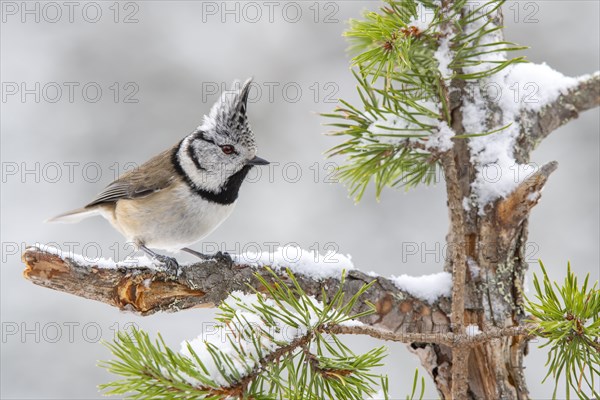 Crested tit