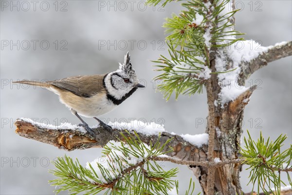 Crested tit