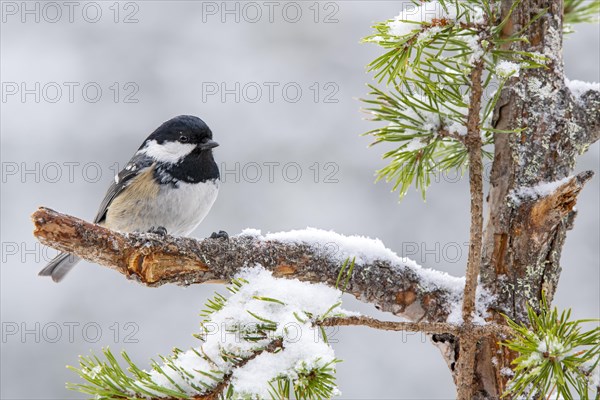 Coal tit