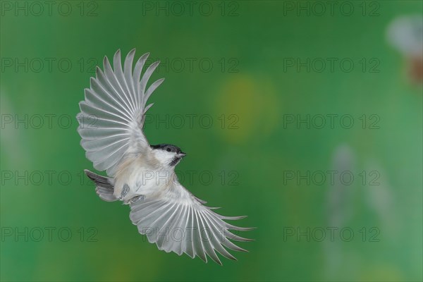 Marsh tit