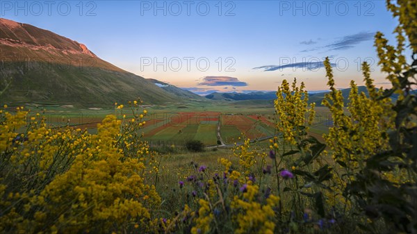 Blooming on Piano Grande di Castelluccio di Norcia