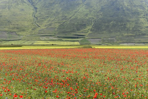 Flower meadow