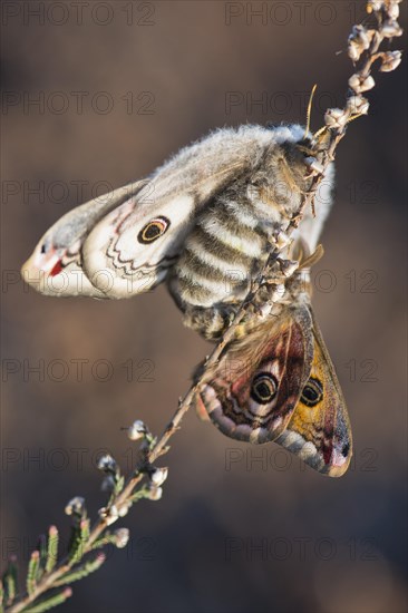 Small emperor moth