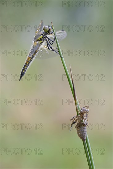 Four-spotted chaser