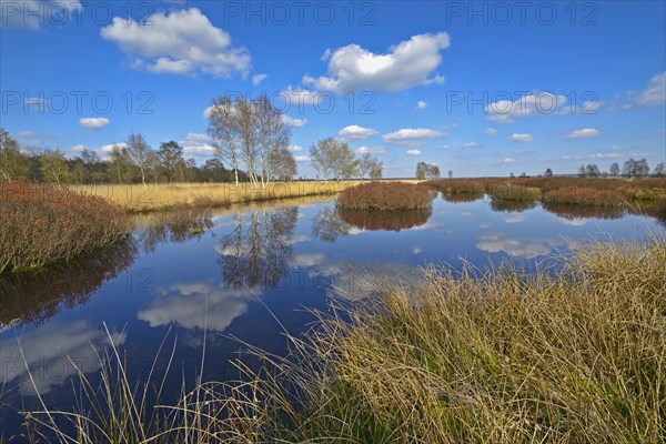 Bog landscape with bog myrtle