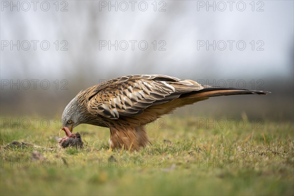 Red kite