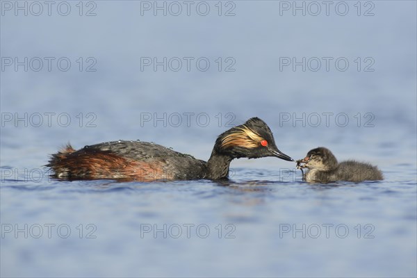 Black-necked grebe