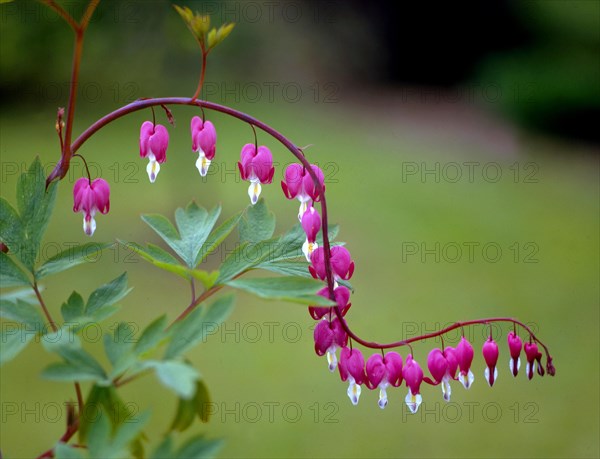 Watering heart