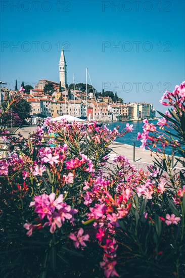 View through a pink oleander