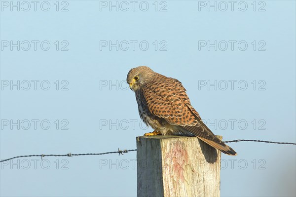 Common kestrel