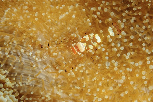 Strangulated anemone glass anemone shrimp