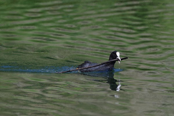 Common coot