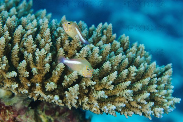 Pair of arc-eye hawkfish