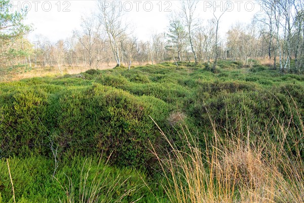 Black crowberry