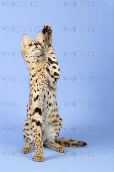 Serval