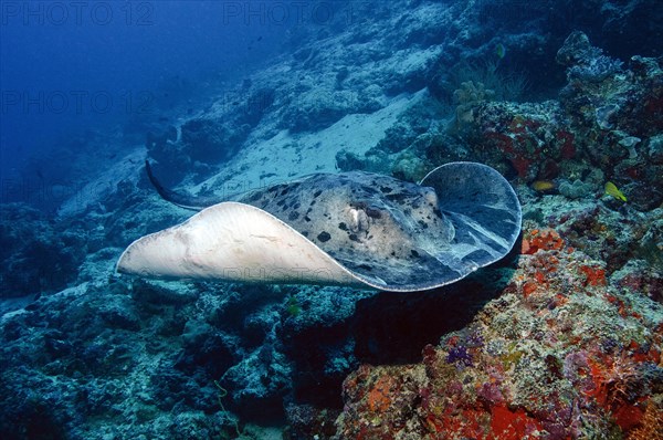 Blackspotted stingray