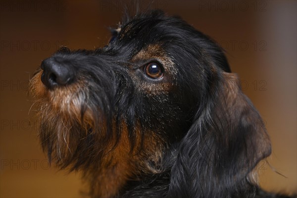 Wire-haired dachshund