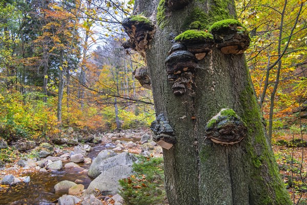 Autumnal Ilse Valley in the Harz Mountains