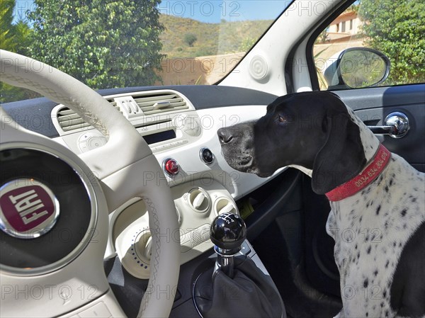 Black and white English pointer sitting in passenger seat in white car