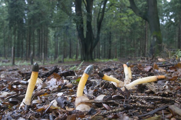 Dog stinkhorn