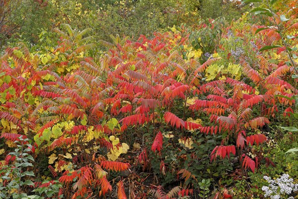 Autumn colours of vegetation beside road