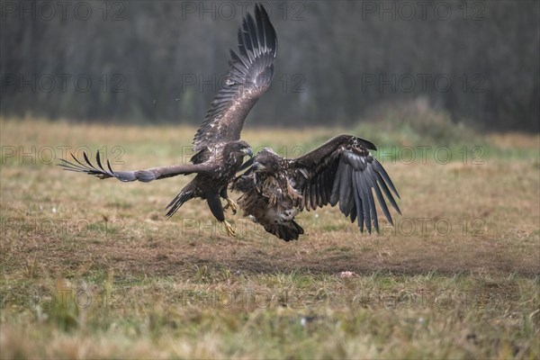 White-tailed eagle